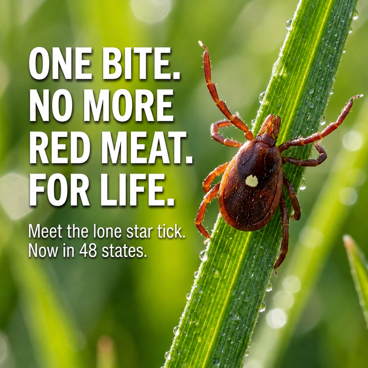 Murphys Tick Repellent